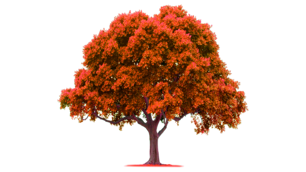 Red leafed tree