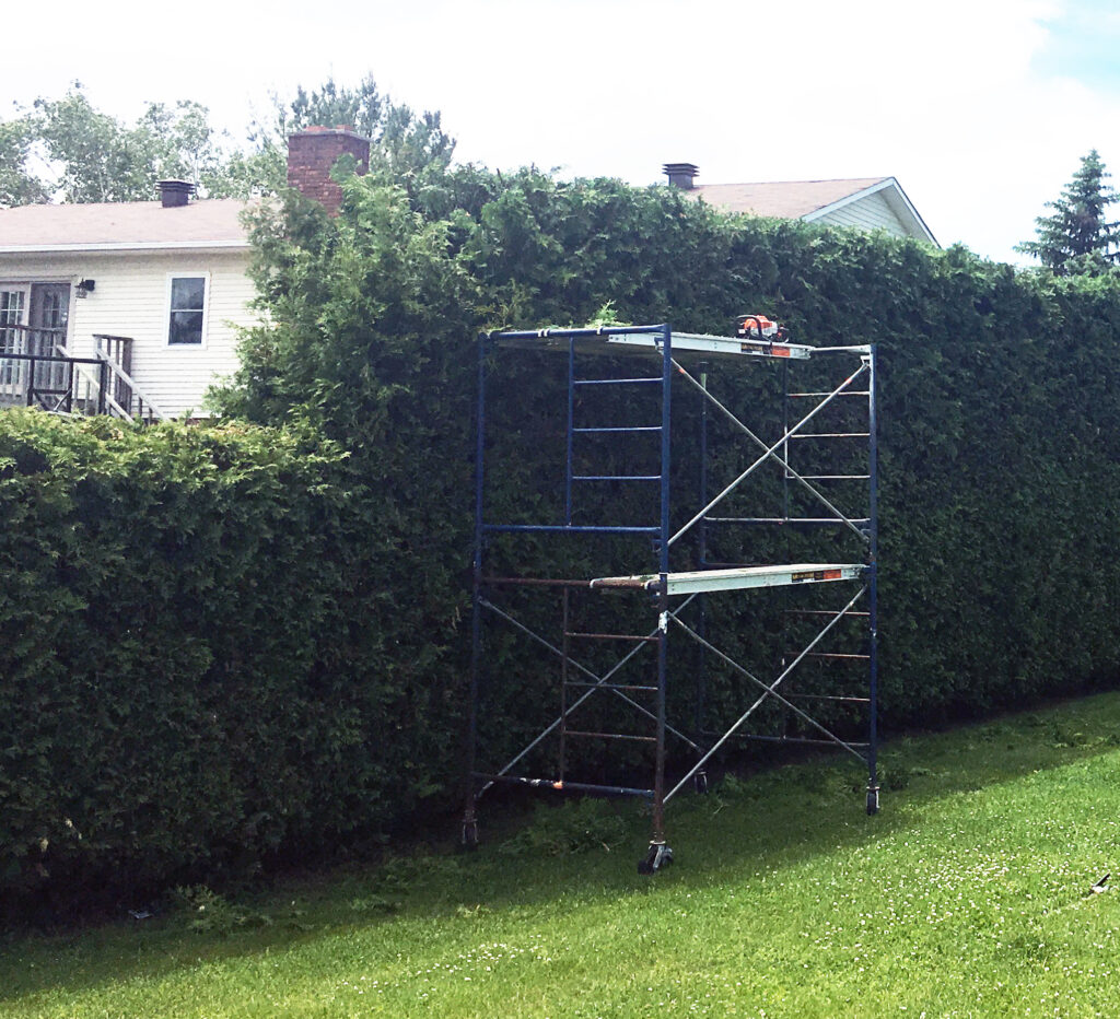 Hedge Trimming
